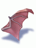   Fable.RO PVP- 2024 -   - Wing of Red Bat |    Ragnarok Online MMORPG   FableRO:   Mage, Wings of Luck,  ,   